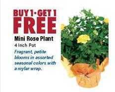 Mini rose plant