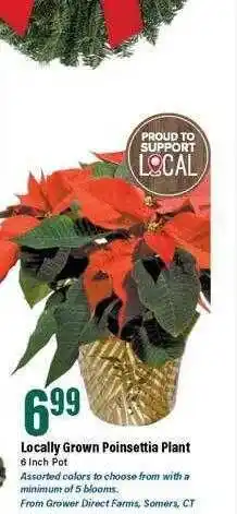 Big Y Locally grown poinsettia plant offer