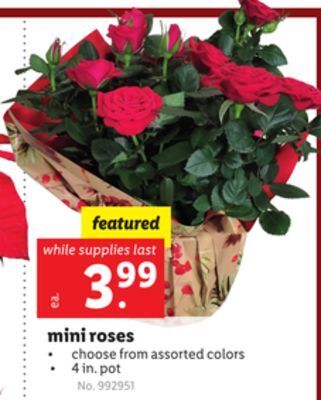 Lidl Mini roses offer