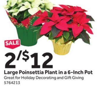 Stop&Shop Large poinsettia plant in a 6 - inch pot offer