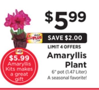 ShopRite Amaryllis plant offer