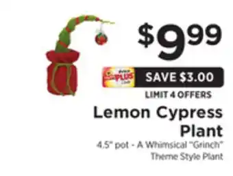 ShopRite Lemon cypress plant offer