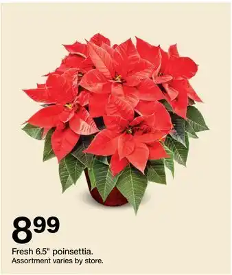 Target Fresh 6.5" poinsettia offer