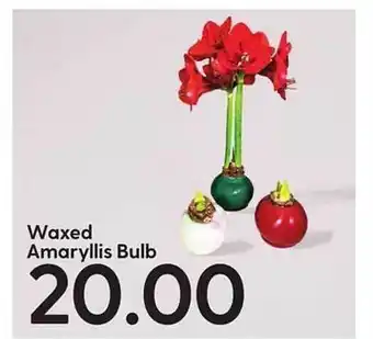 Hy-Vee Waxed amaryllis bulb offer
