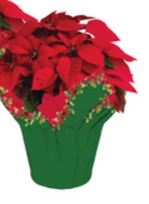 Stop&Shop Poinsettia plant in a 4 inch pot offer