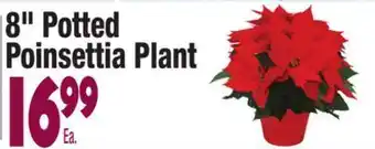 King Kullen 8" potted poinsettia plant offer