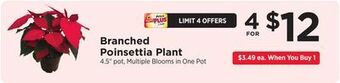 ShopRite Branched poinsettia plant offer