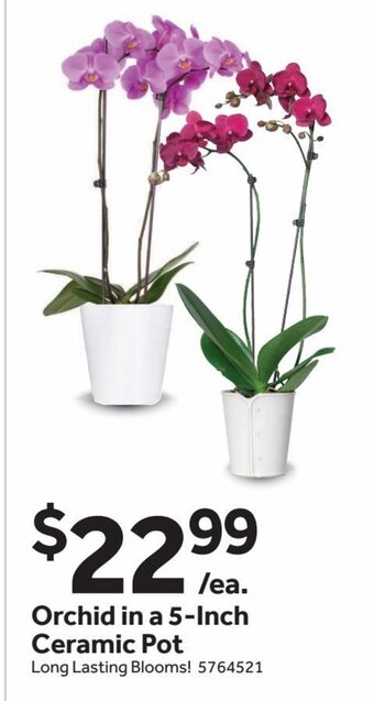 Stop&Shop Orchid in a 5-Inch Ceramic Pot offer
