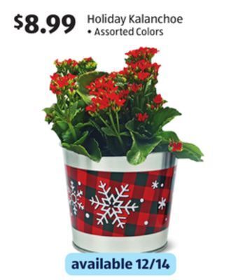 Aldi Holiday kalanchoe offer