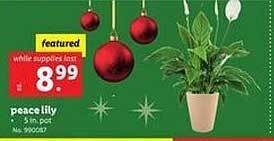 Lidl Peace lily offer