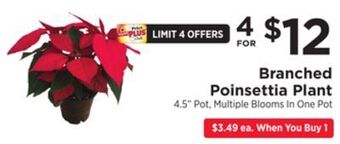ShopRite Branched poinsettia plant offer