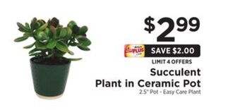 ShopRite Succulent plant in ceramic pot offer
