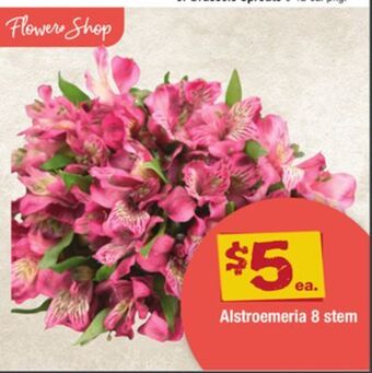 ACME Alstroemeria offer