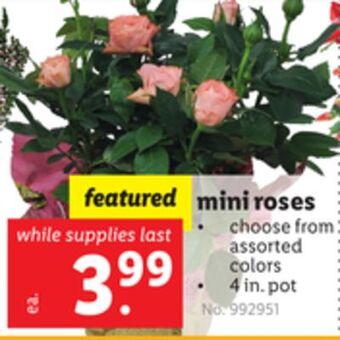 Lidl Mini roses offer