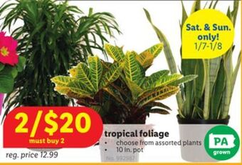 Lidl Tropical foliage offer