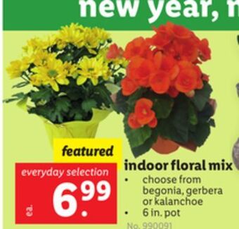 Lidl Indoor floral mix offer