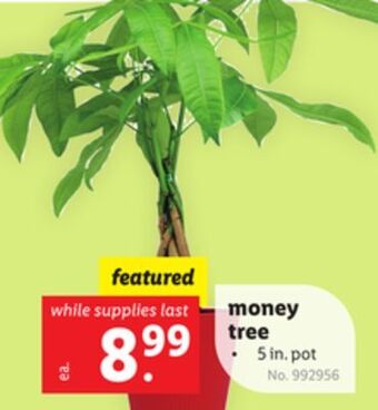 Lidl Money tree offer