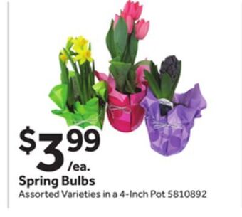 Stop&Shop Spring bulbs offer