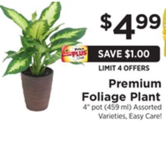 ShopRite Premium foliage plant offer