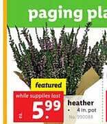 Lidl Heather offer
