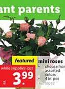 Lidl Mini roses offer