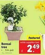 Lidl Bonsai tree offer