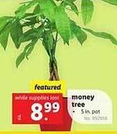 Lidl Money tree offer