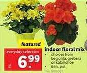 Lidl Indoor floral mix offer
