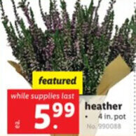 Lidl heather offer