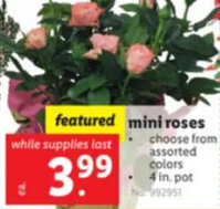 Lidl mini roses offer