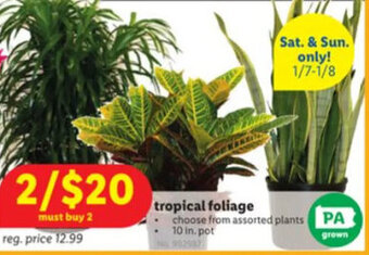 Lidl tropical foliage offer