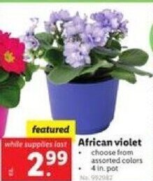 Lidl African violet offer