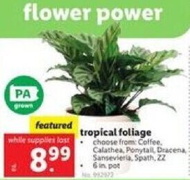Lidl tropical foliage offer
