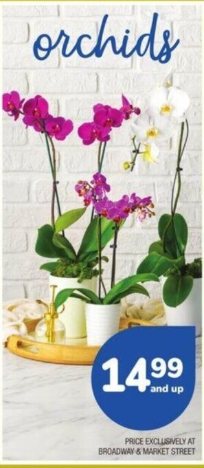 Albertsons Orchids offer