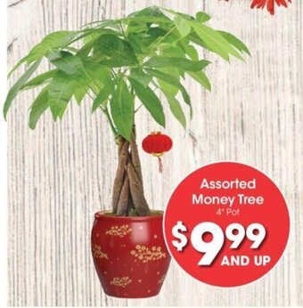 Kroger Assorted Money Tree 4" Pot offer