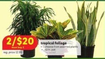Lidl tropical foliage offer
