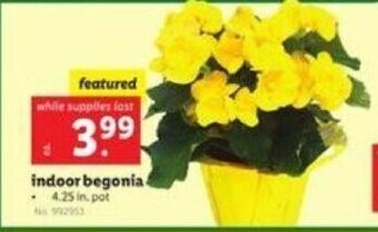 Lidl indoor begonia offer