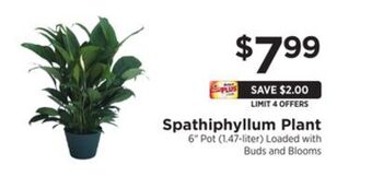 ShopRite Spathiphyllum plant offer