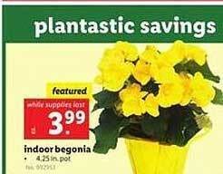 Lidl Indoor begonia offer