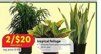 Lidl Tropical foliage offer