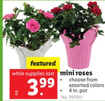Lidl Mini roses offer