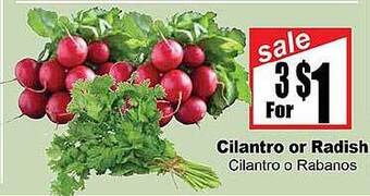 Cilantro or radish