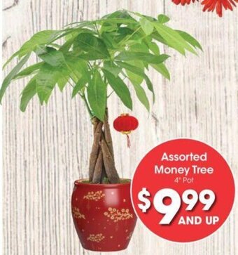 Kroger Assorted Money Tree 4" Pot offer