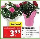 Lidl Mini roses offer