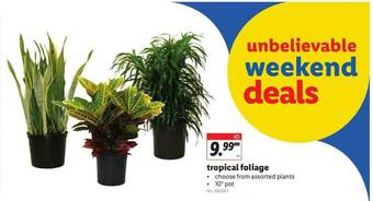 Lidl Tropical Foliage offer