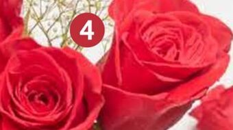 Lidl Dozen freedom roses offer