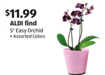 Aldi 5" easy orchid offer