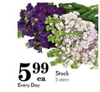 Pavilions Stock 5 Stem offer