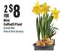 Big Y Mini daffodil plant offer