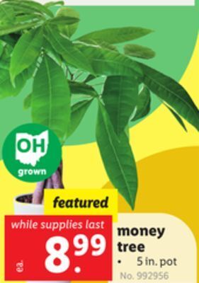 Lidl Money tree offer